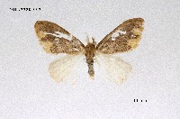 藏品(緣黃毒蛾)的圖片